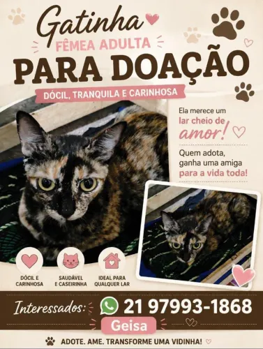 3 gatinhos machos filhotes e a mãe deles adulta castrada doação responsável.