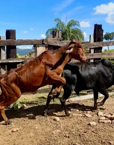 Vendo novilhas e garrotes mestiços
