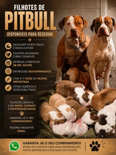 Filhotes de Pitbull com 1 mes