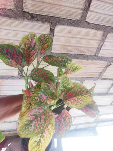Planta ?