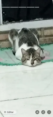 AJUDEM ESSE GATO A TER UM LAR DE VERDADE
