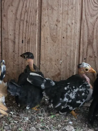 Franguinhas de mine galize pescoço pelado 