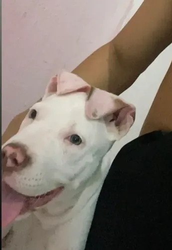 Filhote pitbull