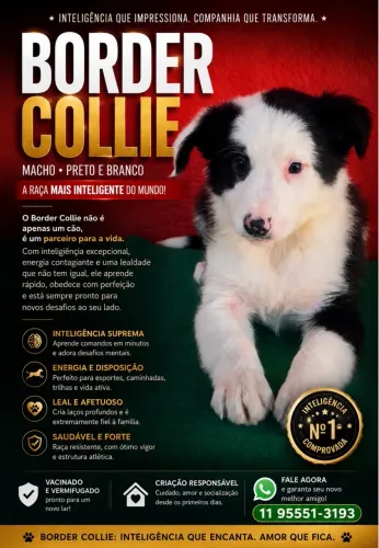 Os mais lindos filhotes Border macho pedigree