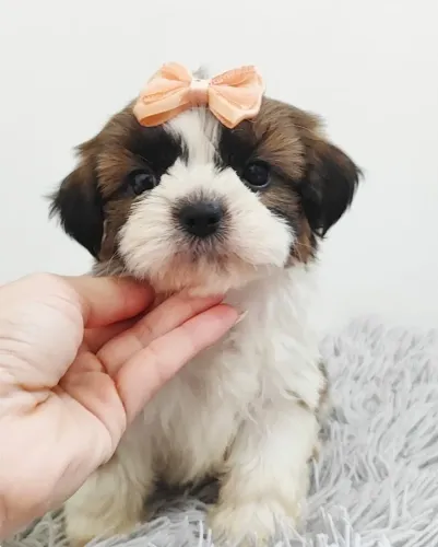 Shih Tzu Filhote Para Companhia