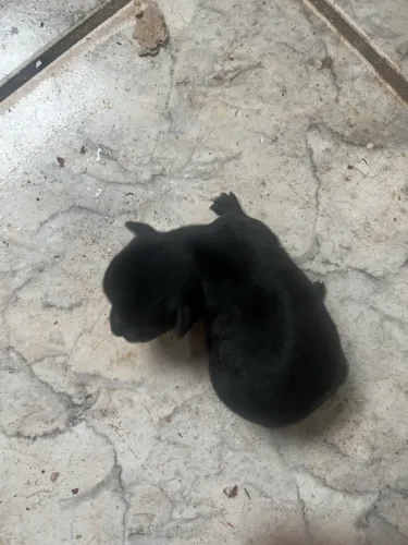 Vende -se Pinscher .Macho e fêmea