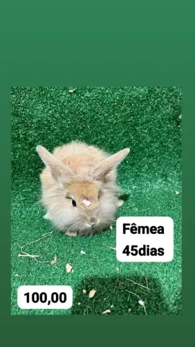 Mini coelho na promoção 