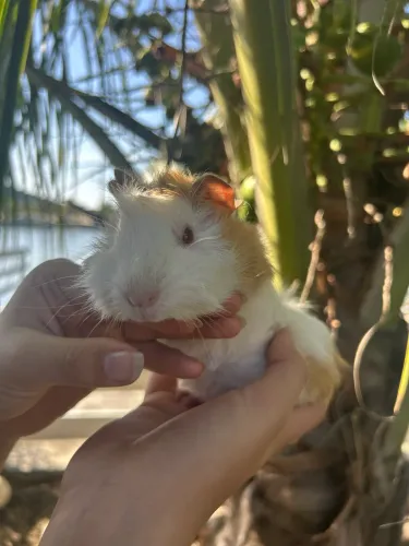 Porquinho da índia
