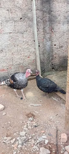 Peru casal adulto.