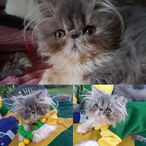 Lindo e dengoso Persinha , AMA colo.