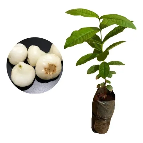 Mudas Frutíferas: Jambo Branco