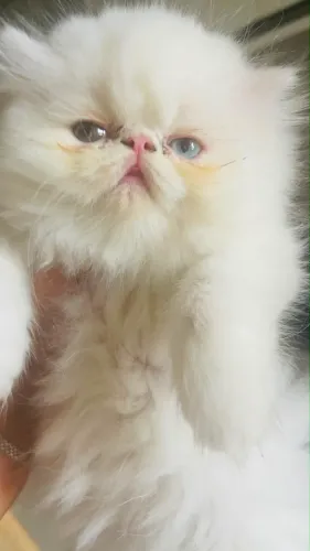 Gato