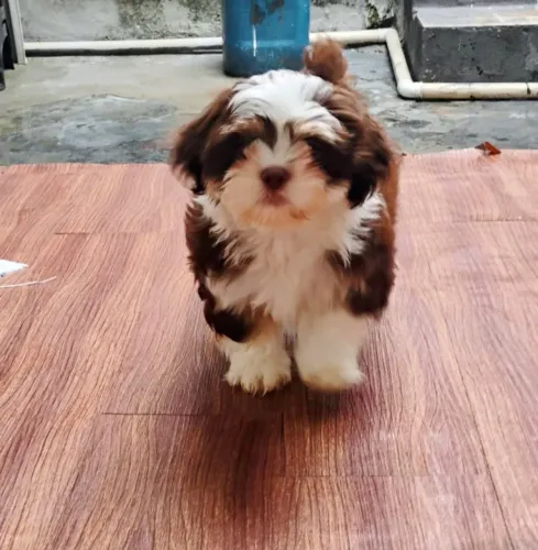 Tenho filhos de shih tilzu macho lindos 