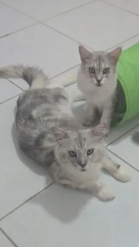 Maine Coon Royale (Gato Gigante)