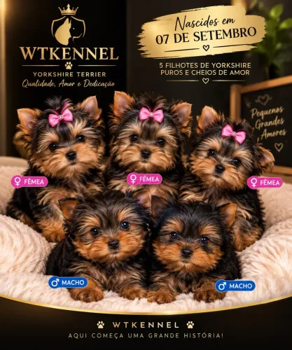 Yorkshire lindos mini