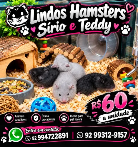 Hamster Sírio e Teddy