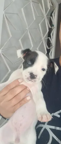Estou vendendo cachorro pit bull