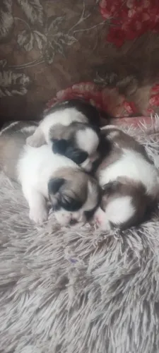 Shih tzu