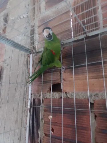 Gaiola grande