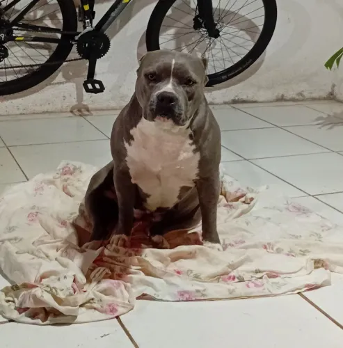 DOAÇÃO Pit Monster