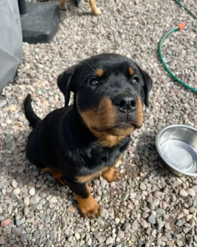 Filhote Rottweiler Fêmea Preto e Canela
