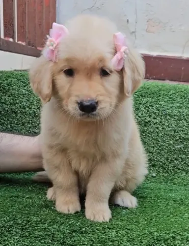 Lindos filhotes de Golden Retriever