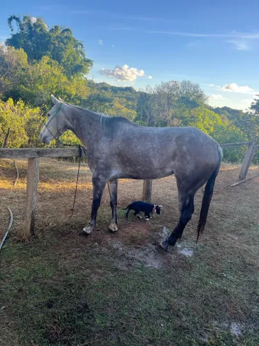 Vende-se égua quarto de milha com (RG)