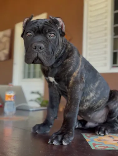 Filhote Cane Corso Fêmea