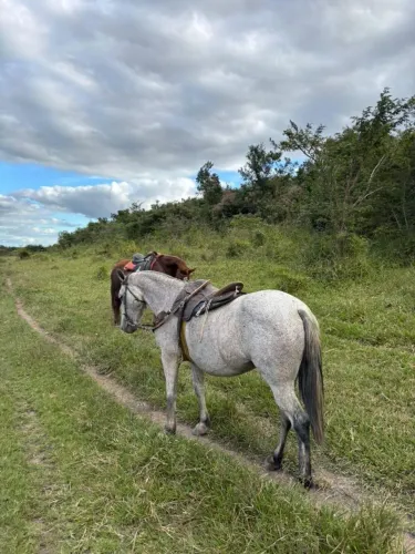 Vende-se egua boa de cela boa para tirar cria