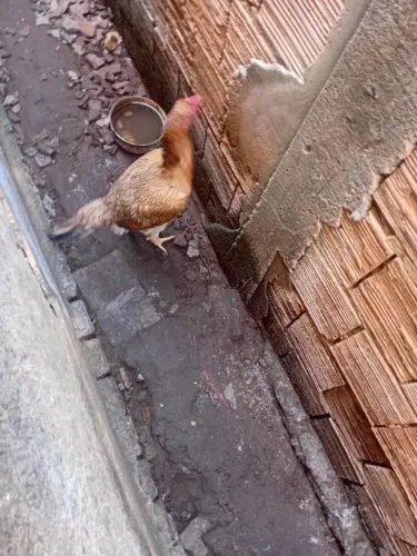 Vende se galinha caipira