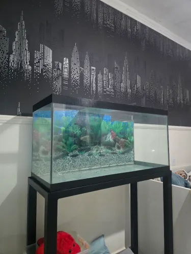 Aquário Grande 200L + Kit Aquarismo