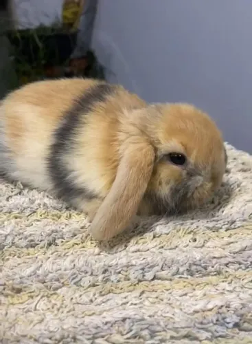 Coelhos Mini Lop Mach e Fêmea Disponível 