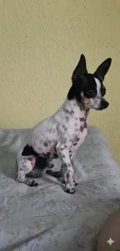 Lindo macho para cruza 