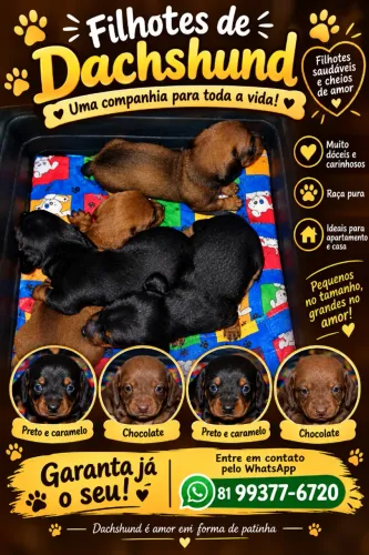 Dachshund 