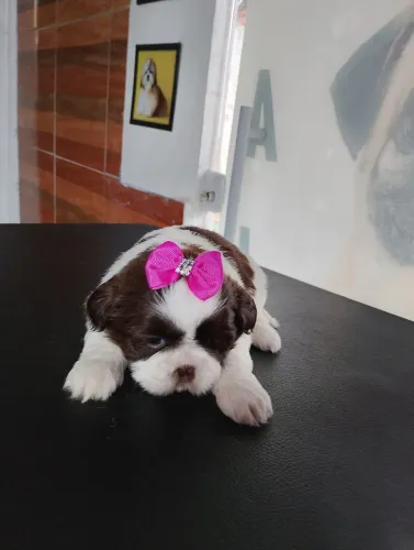 Shih Tzu femea