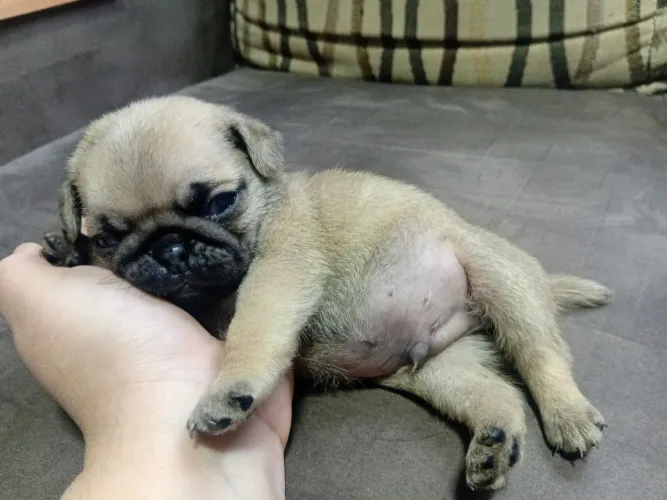 Pug macho bebê 