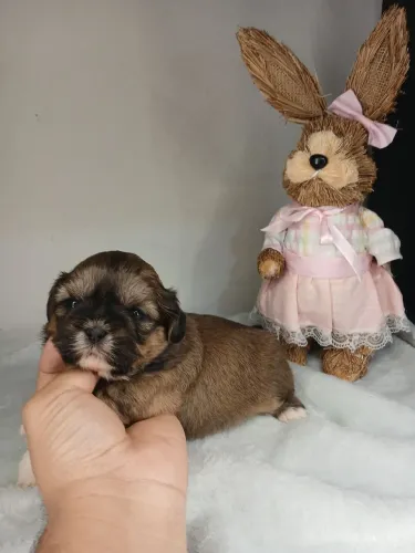 Filhote de shihtzu fêmea disponível para reserva