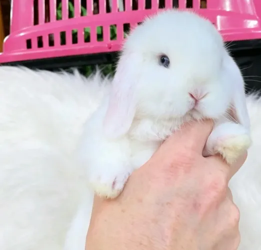 Mini Lop uruguaio Bew
