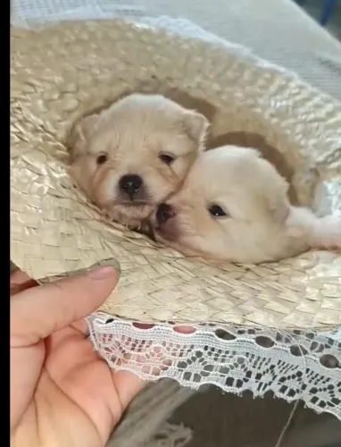 Lulu da Pomerânia ursinhos 