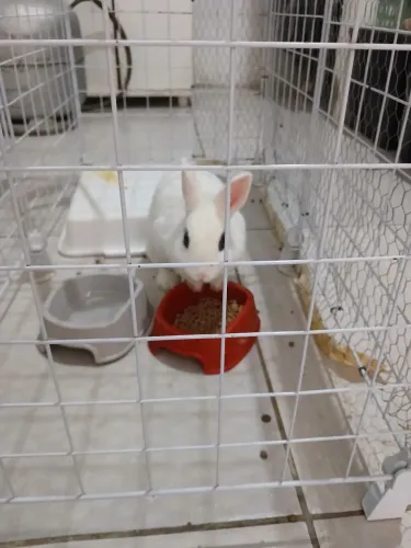 Vendo coelho anão 