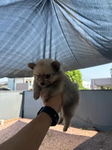 Spitz Alemão / Lulu da Pomerânia cinza- Macho Dócil e Peludão