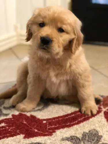 Golden Qualidade, carinho e muita fofura em um só lugar