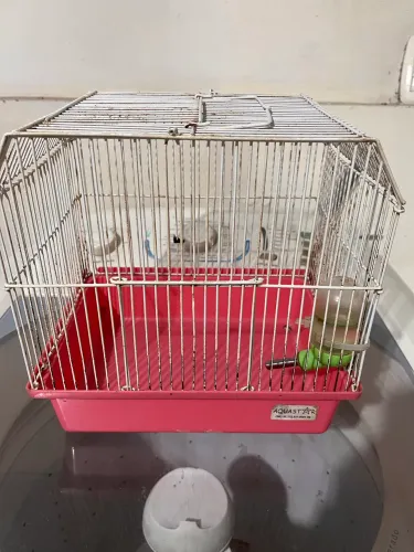 Gaiola hamster com bebedouro 