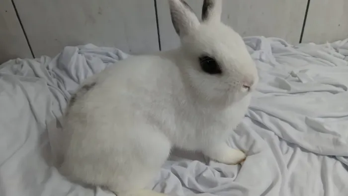 Duas coelhas da raça Netherland Dwarf(anão)<br>DuaRaça