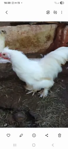 Frango Sedosa