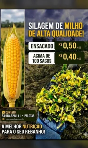 Silagem de milho