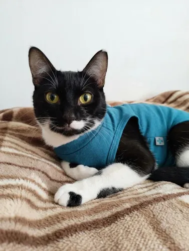 Gata CASTRADA, VACINADA e VERMIFUGADA para adoção responsável