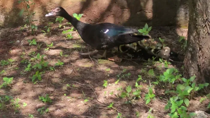 PATO FÊMEA
