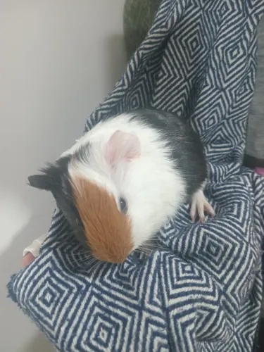 Porquinho da Índia 