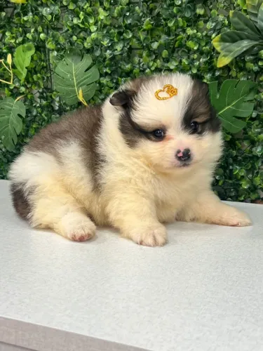 Spitz alemão